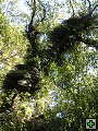 thn_NZ leden-unor 2006 255.jpg